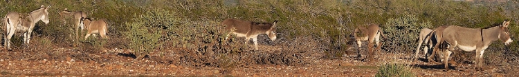 herd of burros